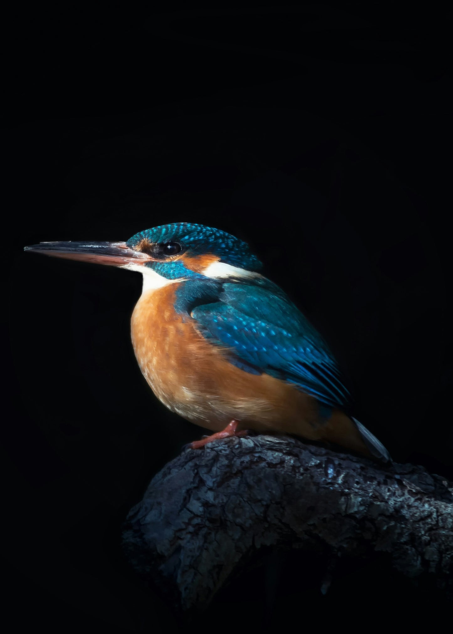 The Kingfisher Bike Stand